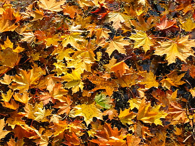 nature, leaves, ground, autumn thumbnail