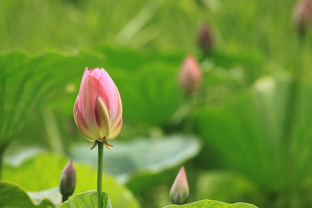 pink tulip bud thumbnail
