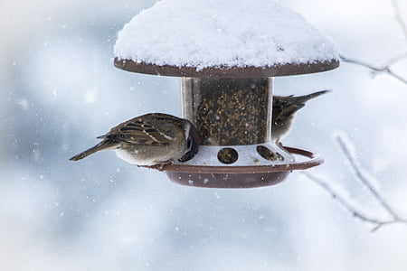 selective focus photo of two brown sparrow birds perching on brown bird feeder during winter thumbnail
