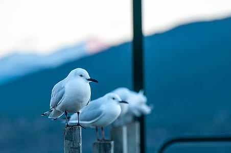 selective focus photography of bird thumbnail