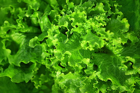 green lettuce thumbnail