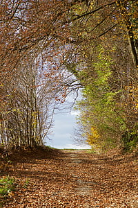 pathway in between trees at daytime thumbnail