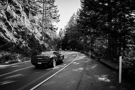 sports coupe on road between forest grayscale photo thumbnail
