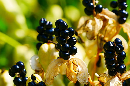 Black berries of the spent flowers of an ornamental plant Iris domestica, commonly known as leopard lily, blackberry lily, and leopard flower. thumbnail