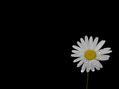 selective focus photography of white daisy flower thumbnail