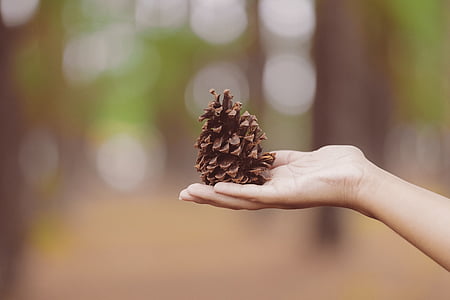 person holding pinecone thumbnail