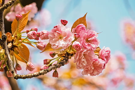 selective focus photo of pink petaled flowers thumbnail