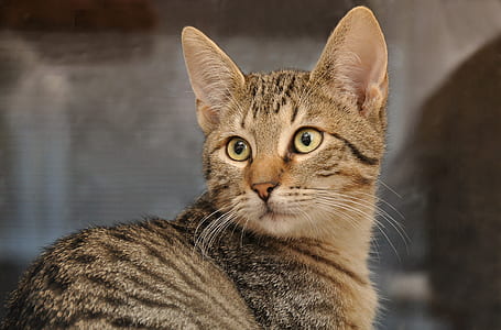 selective focus photography of brown tabby cat thumbnail
