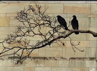 two black crow perched on tree thumbnail