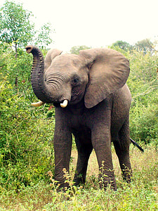 brown elephant standing next to green leaf tree under cloudy sky during daytime thumbnail