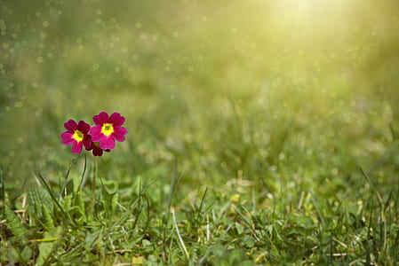 nature, field, flowers, grass thumbnail