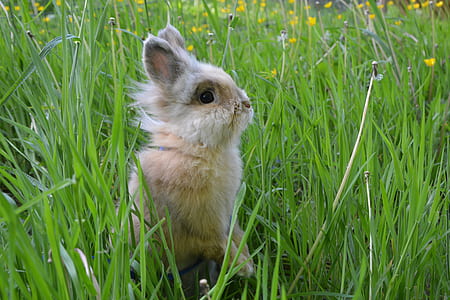 brown Lion-Head rabbit on ground thumbnail