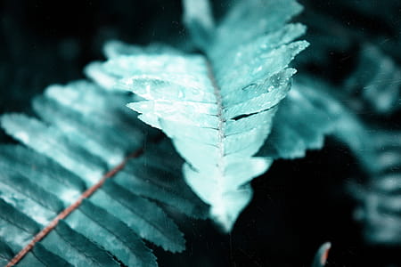 Macro Photography Of Fern Leaves thumbnail
