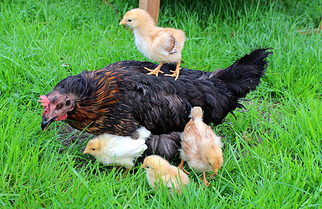 chick walking the back of the black hen thumbnail