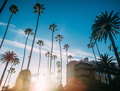 low angle photography of palm trees under golden hour thumbnail