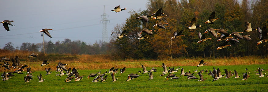 flock of flying birds thumbnail