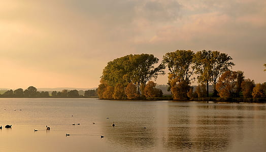 landscape photo of trees near lake thumbnail