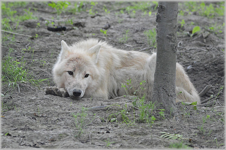 wildlife photography of laying white wolf thumbnail