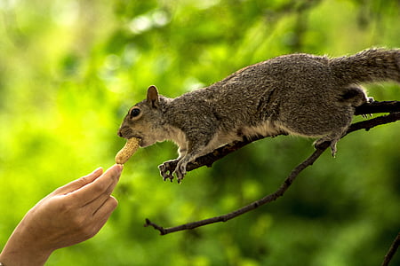 person giving peanut to a squirrel thumbnail