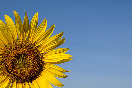 low-angle photo of yellow sunflower on bloom thumbnail