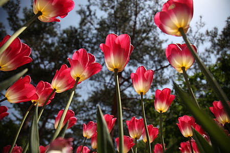 nature, field, flowers, petals thumbnail