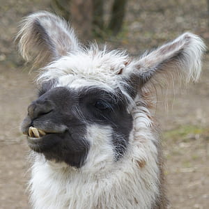close-up photo of white llama thumbnail