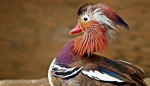 Brown and Black White Bird thumbnail
