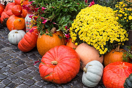 assorted-color pumpkins and flowers garden at daytime thumbnail