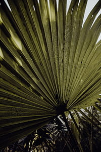 Tropical Botanical Garden in Belem, Lisbon, Portugal thumbnail