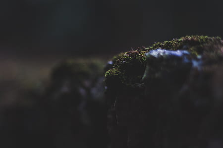 moss, stone, plant thumbnail