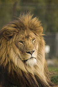 male lion in tilt shift photography thumbnail