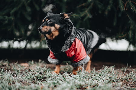 Small dog with warm jacket thumbnail
