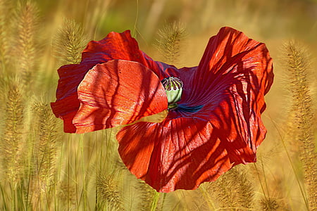 red flower thumbnail