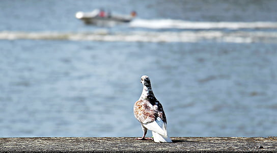 white and brown pigeon near body of water thumbnail