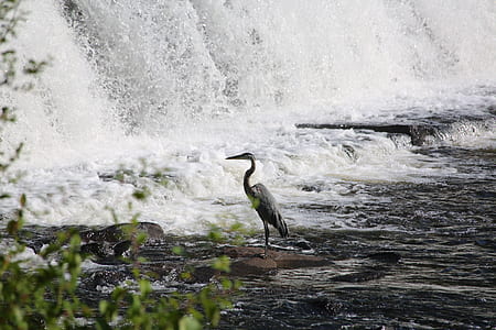 gray bird on body of water thumbnail