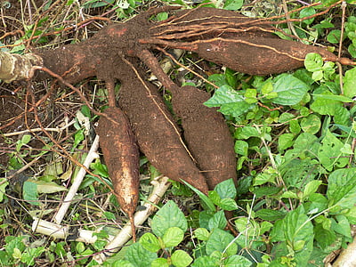 root crops beside leaves thumbnail