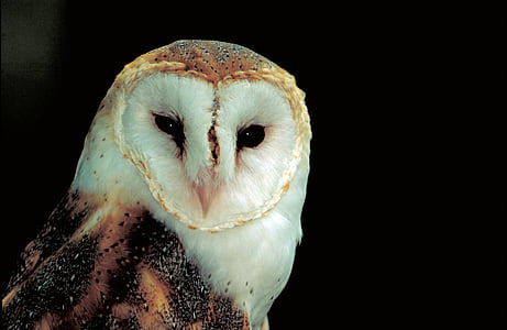 selective photography of beige and brown barn owl thumbnail