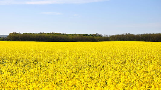 yellow flower field under blue clear sky during daytime thumbnail