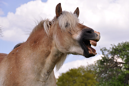 brown horse opening mouth thumbnail