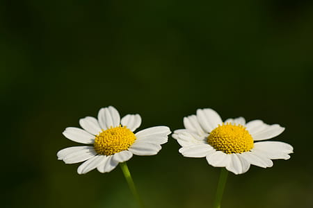 close-up photography of two white petaled flowers thumbnail
