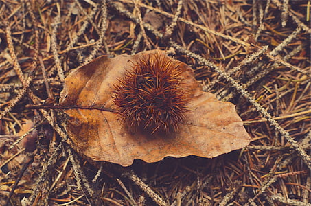 close-up photography brown fruit on withered leaf thumbnail