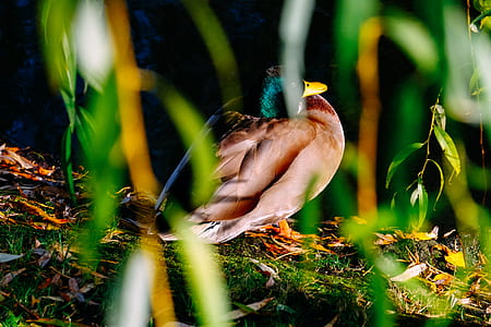 Photography of Brown and Green Mallard Duck Near Green Plants thumbnail