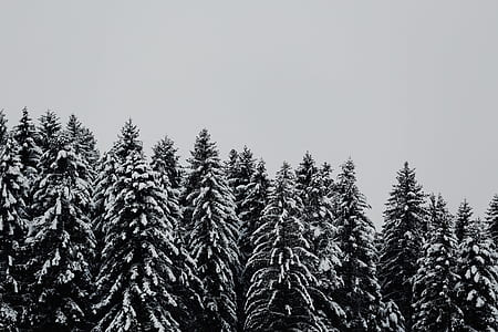 grayscale photo of snow covered pine trees under gray sky thumbnail