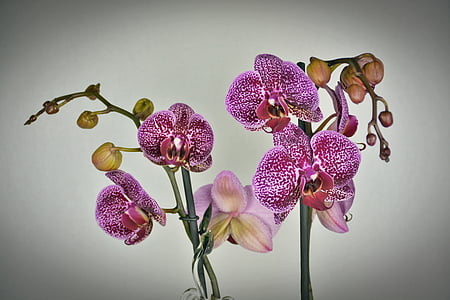 close up photo of orchids thumbnail