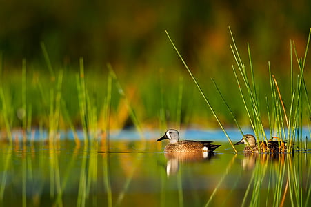 two brown ducks on lake with green plant during daytime thumbnail