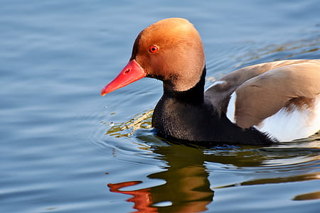 brown, black, and white duck on water thumbnail