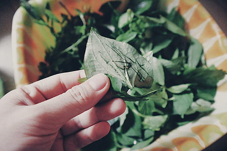 Person Holding Two Green Leaves thumbnail
