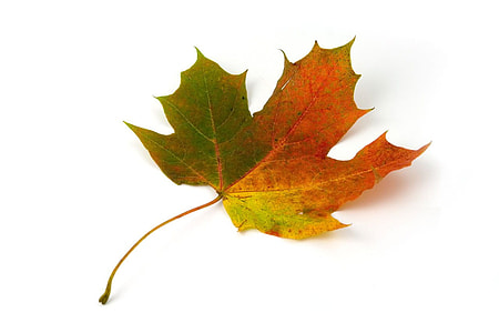 green and brown leaf thumbnail