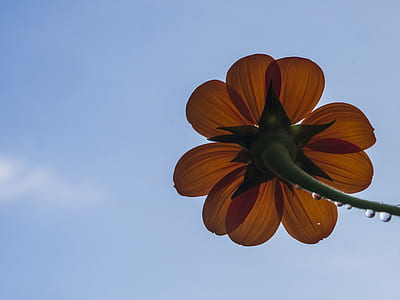 orange petaled flower under blue sky thumbnail