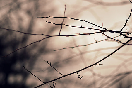 silhouette photography tree branch thumbnail